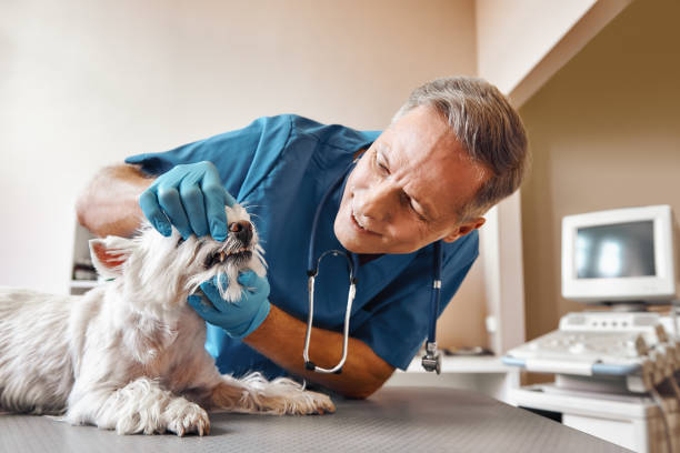 Best Knocked-Out Tooth (Avulsed Tooth) Treatment in Town And Country, MO